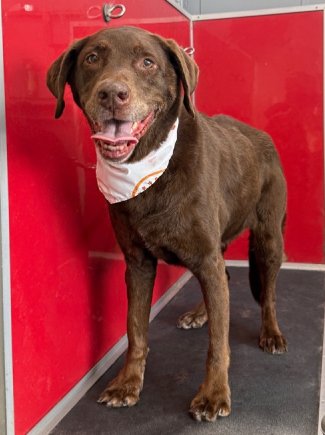 Dachshund with yellow bandana at WAGS