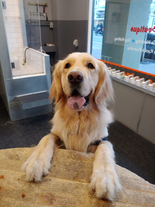 Golden retriever greeting visitors at WAGS