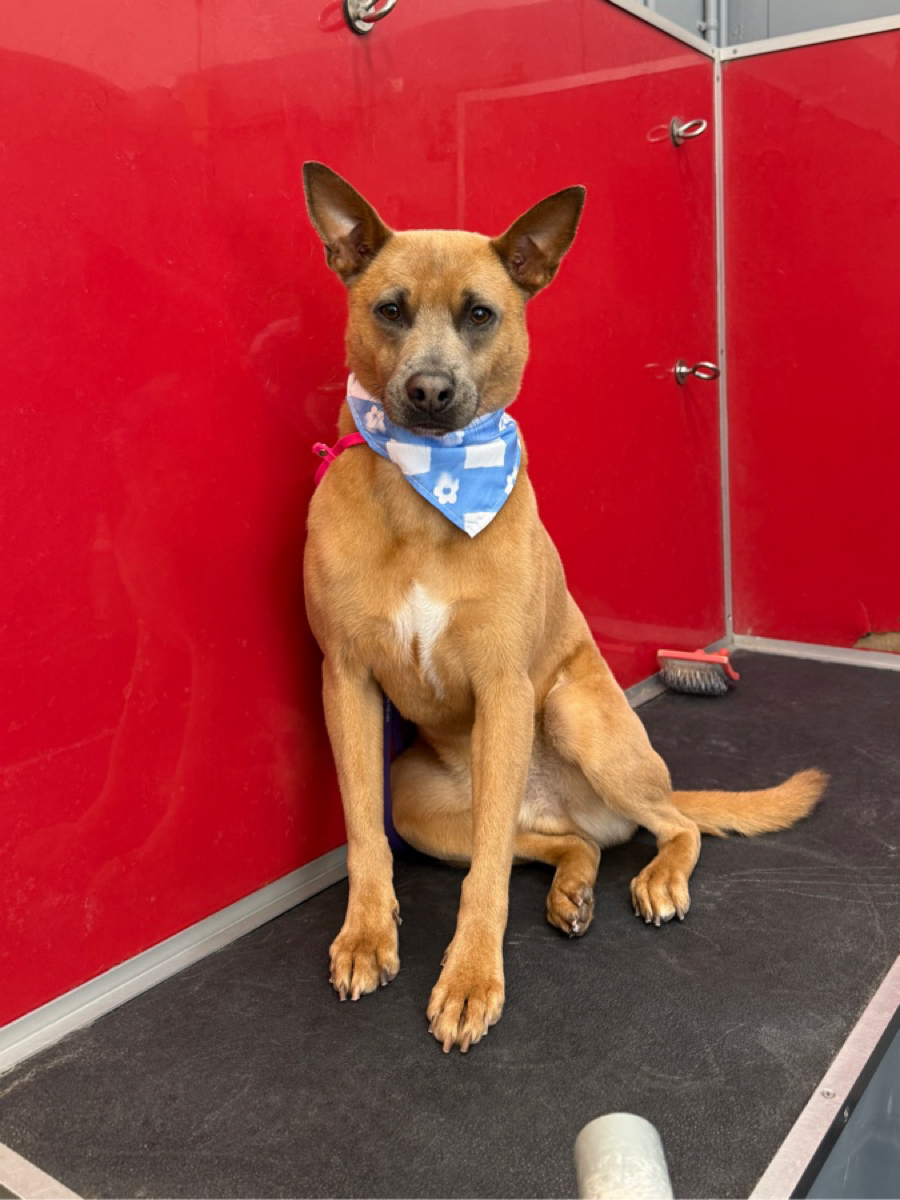 Dog with a bandana after bathing at WAGS