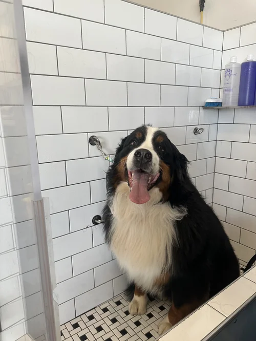 Bernese Mountain Dog at WAGS
