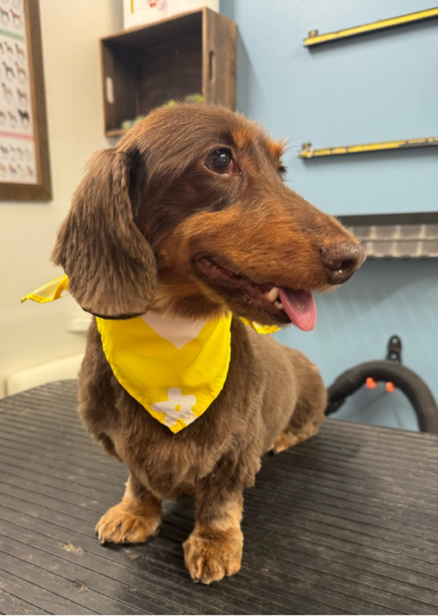 Dachshund with yellow bandana at WAGS