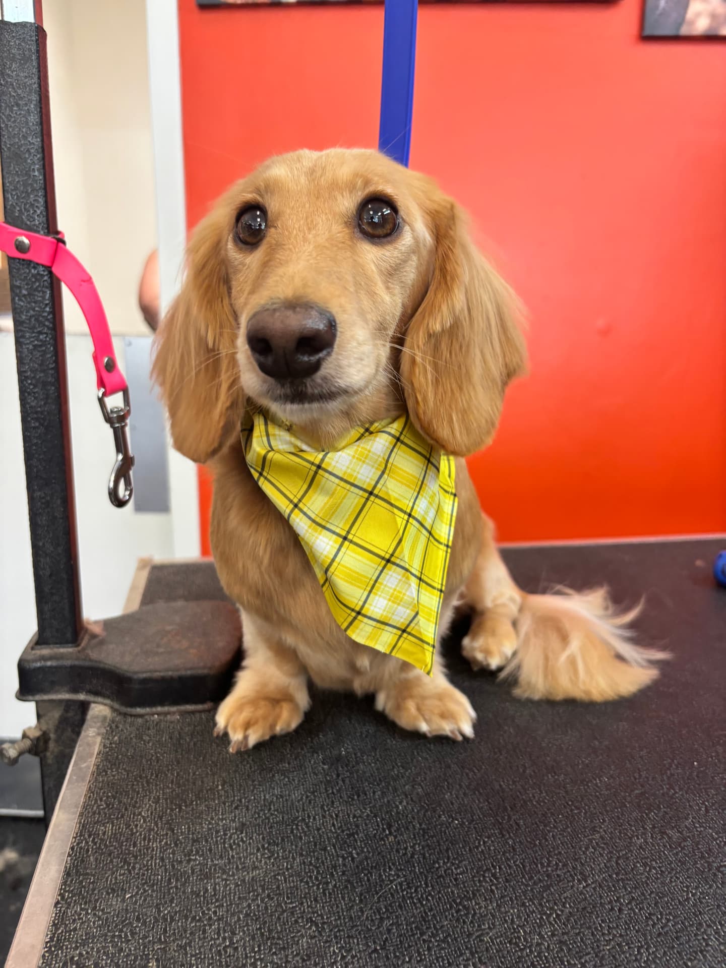 Long-haired dachshund in a yellow plaid bandana on the grooming table at WAGS