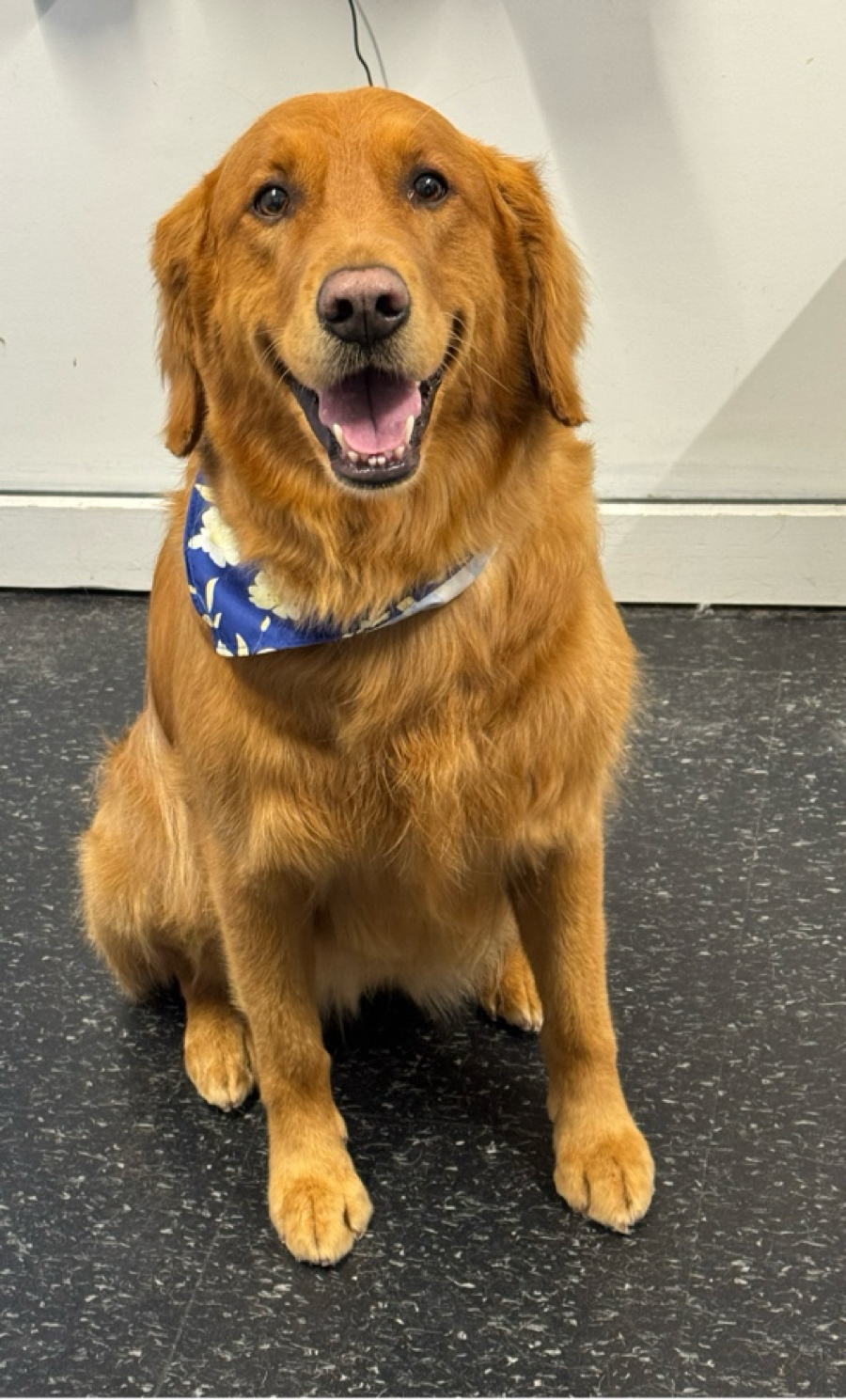 Golden retriever with a bandana at WAGS