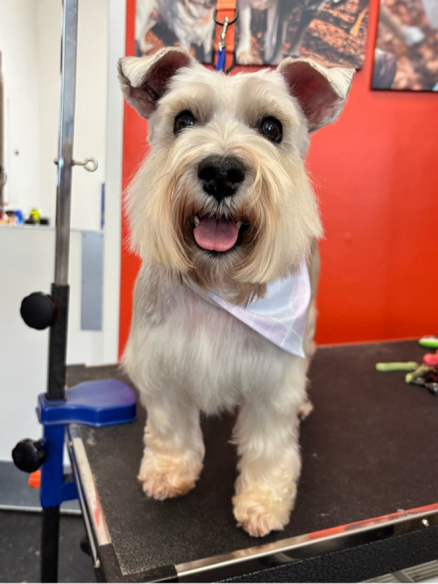 Schnauzer with white bandana at WAGS